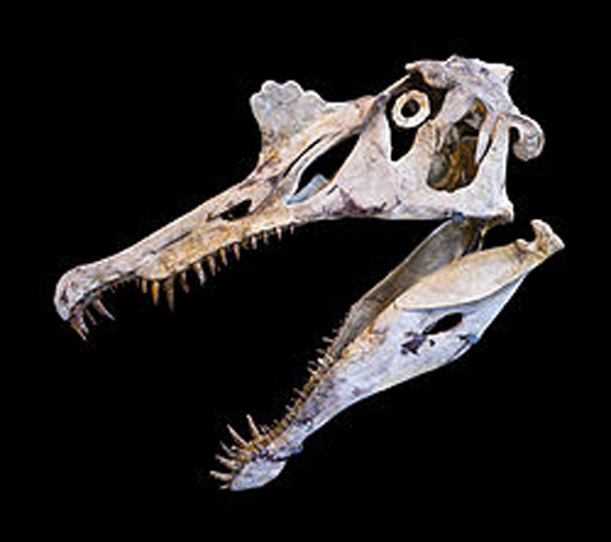 أسنان كبيرة وفك قوي.. ليبي يعثر على ديناصور بالصحراء صورة رقم 3