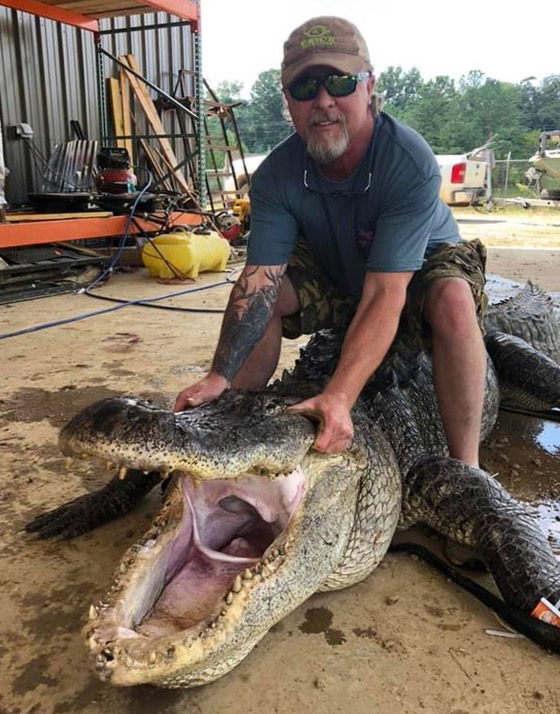 صور: صياد أمريكي يعثر على معدات عمرها آلاف السنين في بطن تمساح صورة رقم 2