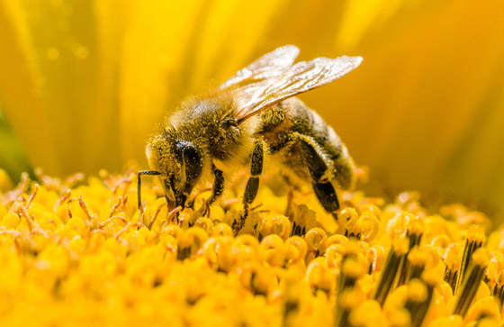 فقر ومجاعات وتتدهور الأوضاع الاقتصادية.. ماذا يحدث إذا انقرض النحل؟ صورة رقم 7