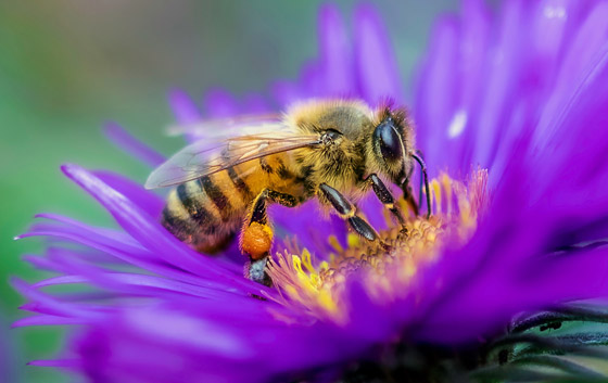 فقر ومجاعات وتتدهور الأوضاع الاقتصادية.. ماذا يحدث إذا انقرض النحل؟ صورة رقم 4