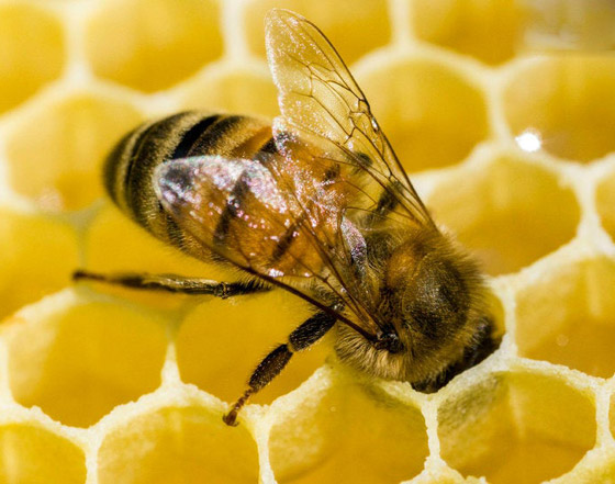 فقر ومجاعات وتتدهور الأوضاع الاقتصادية.. ماذا يحدث إذا انقرض النحل؟ صورة رقم 9