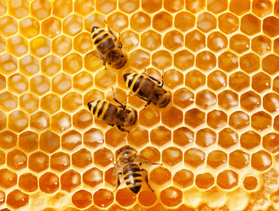 فقر ومجاعات وتتدهور الأوضاع الاقتصادية.. ماذا يحدث إذا انقرض النحل؟ صورة رقم 11