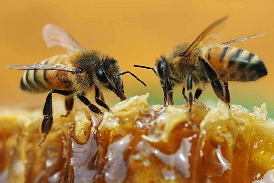 فقر ومجاعات وتتدهور الأوضاع الاقتصادية.. ماذا يحدث إذا انقرض النحل؟ صورة رقم 12