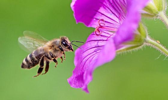 فقر ومجاعات وتتدهور الأوضاع الاقتصادية.. ماذا يحدث إذا انقرض النحل؟ صورة رقم 10