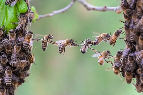 فقر ومجاعات وتتدهور الأوضاع الاقتصادية.. ماذا يحدث إذا انقرض النحل؟ صورة رقم 1