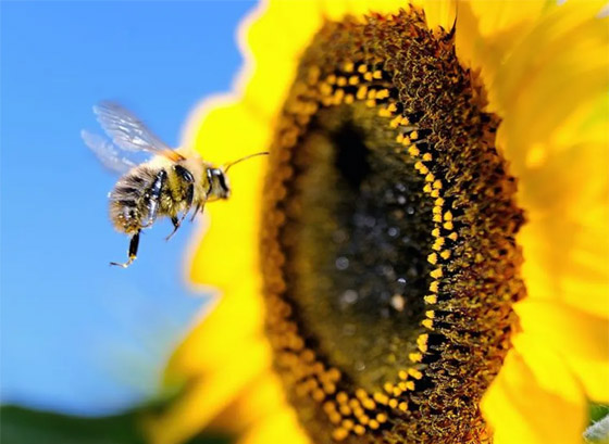 فقر ومجاعات وتتدهور الأوضاع الاقتصادية.. ماذا يحدث إذا انقرض النحل؟ صورة رقم 5