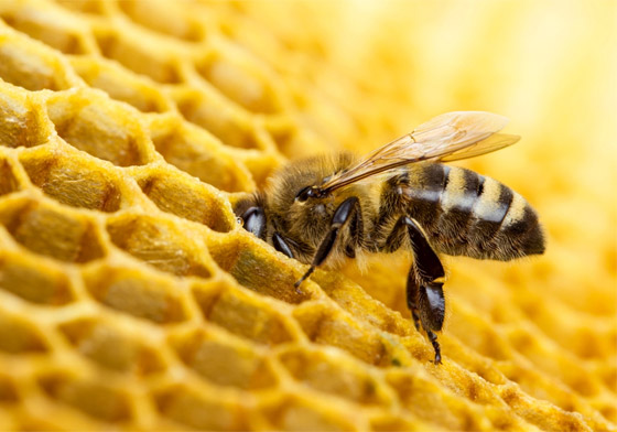فقر ومجاعات وتتدهور الأوضاع الاقتصادية.. ماذا يحدث إذا انقرض النحل؟ صورة رقم 2