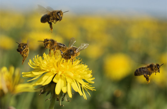 فقر ومجاعات وتتدهور الأوضاع الاقتصادية.. ماذا يحدث إذا انقرض النحل؟ صورة رقم 3
