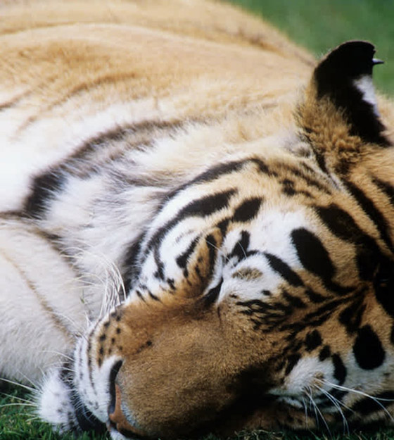 22 حيواناً يشاركك الكسل: أحدهم ينام 24 ساعة صورة رقم 10