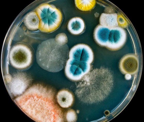 قادرة على الحديث.. إليكم معلومات مذهلة عن البكتيريا لم تسمعوا بها من قبل صورة رقم 11