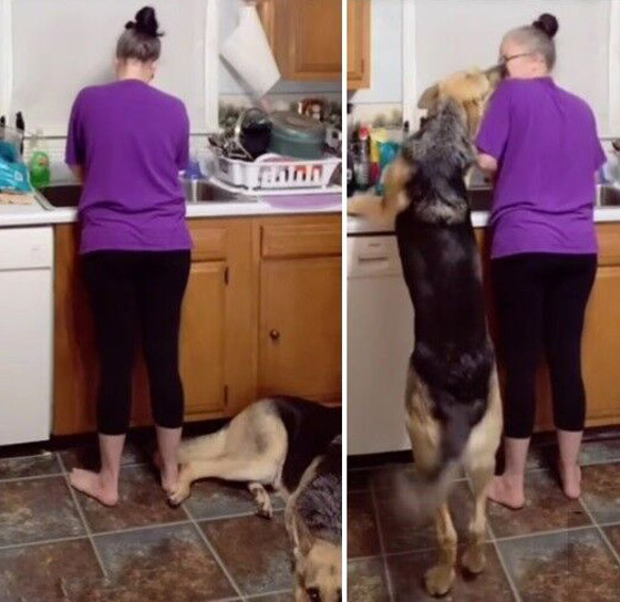 بالفيديو: كلب يتنبأ بتعرض سيدة لنوبة صرع ويحاول تحذيرها ويساعدها! صورة رقم 1