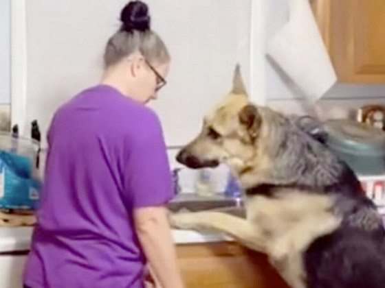 بالفيديو: كلب يتنبأ بتعرض سيدة لنوبة صرع ويحاول تحذيرها ويساعدها! صورة رقم 6