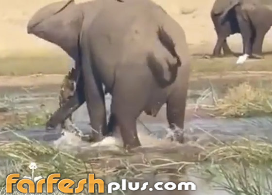 هدد عجلها.. أنثى فيل غاضبة تسحق تمساحا حتى الموت! فيديو صورة رقم 4