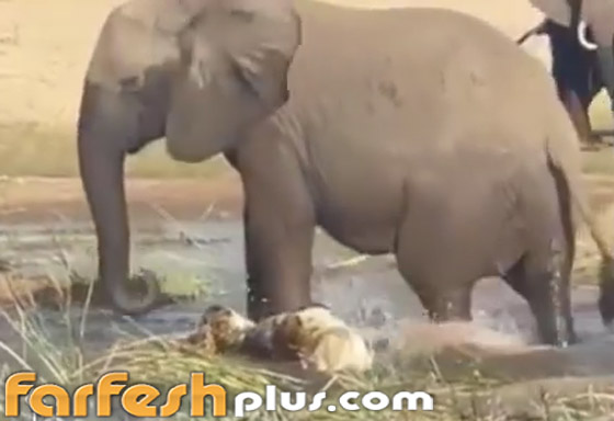 هدد عجلها.. أنثى فيل غاضبة تسحق تمساحا حتى الموت! فيديو صورة رقم 5