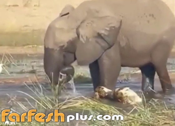 هدد عجلها.. أنثى فيل غاضبة تسحق تمساحا حتى الموت! فيديو صورة رقم 6