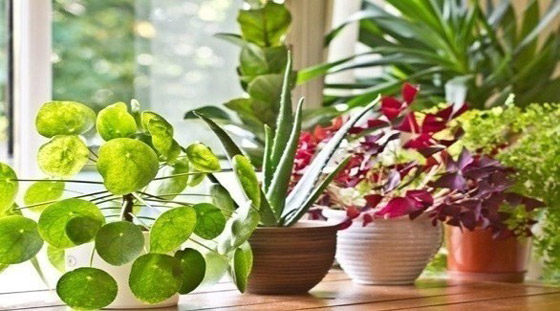 قواعد أساسية للحفاظ على نباتاتك المنزلية في الشتاء صورة رقم 1
