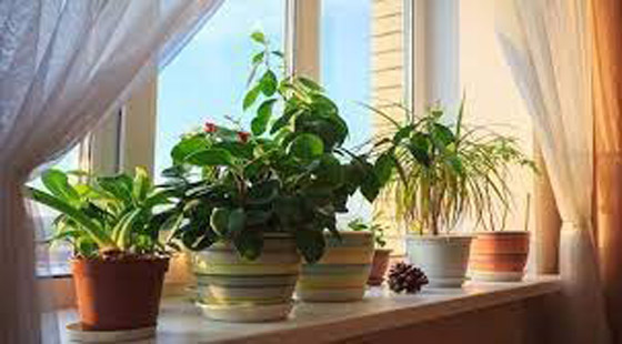 قواعد أساسية للحفاظ على نباتاتك المنزلية في الشتاء صورة رقم 3
