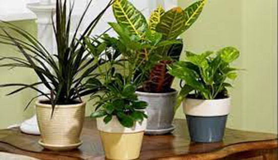 قواعد أساسية للحفاظ على نباتاتك المنزلية في الشتاء صورة رقم 4