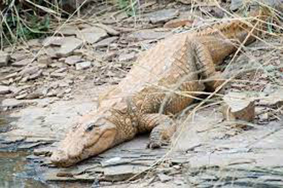 ينجوان من الموت بعد الغرق في نهر تماسيح بأستراليا صورة رقم 5