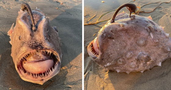 بالصدفة.. مصور أمريكي يعثر على وحش بحري نادر صورة رقم 1