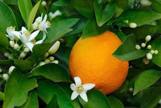 لهذه الأسباب.. تناول البرتقال مفيد شتاءً صورة رقم 6