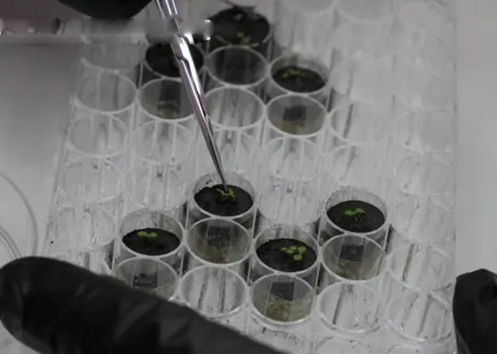  صورة رقم 8 - للمرة الأولى بتاريخ البشرية: علماء يزرعون النباتات في تربة القمر! فيديو