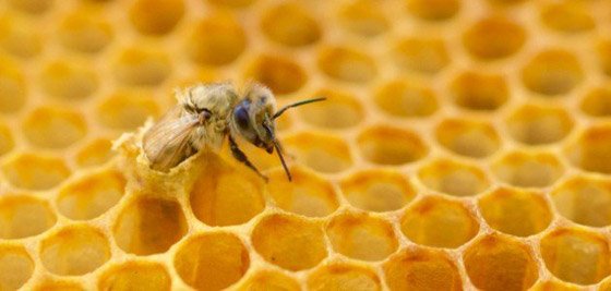 أساطير شائعة.. هل يموت النحل حقًا إذا لسعك؟ صورة رقم 2