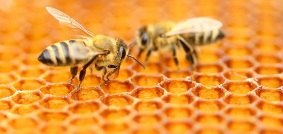 أساطير شائعة.. هل يموت النحل حقًا إذا لسعك؟ صورة رقم 3