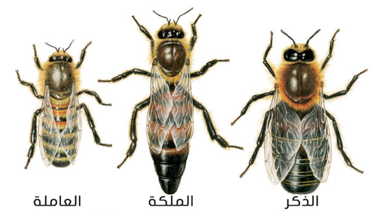 أساطير شائعة.. هل يموت النحل حقًا إذا لسعك؟ صورة رقم 4