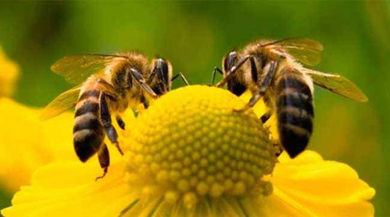 أساطير شائعة.. هل يموت النحل حقًا إذا لسعك؟ صورة رقم 5