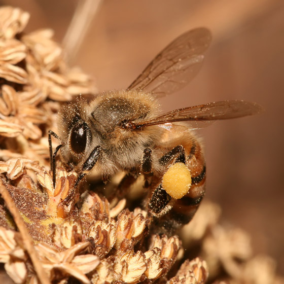 أساطير شائعة.. هل يموت النحل حقًا إذا لسعك؟ صورة رقم 6