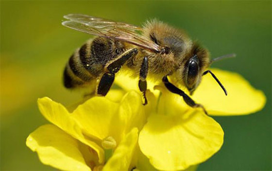 أساطير شائعة.. هل يموت النحل حقًا إذا لسعك؟ صورة رقم 7