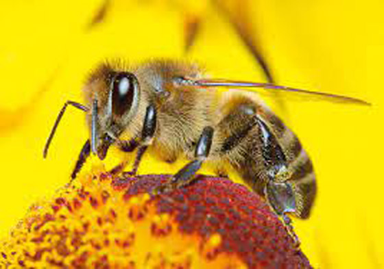 أساطير شائعة.. هل يموت النحل حقًا إذا لسعك؟ صورة رقم 8