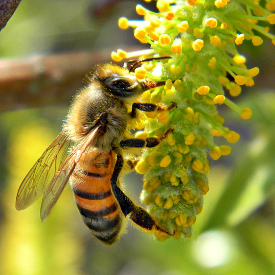 أساطير شائعة.. هل يموت النحل حقًا إذا لسعك؟ صورة رقم 9