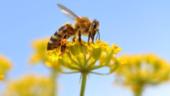 أساطير شائعة.. هل يموت النحل حقًا إذا لسعك؟ صورة رقم 10