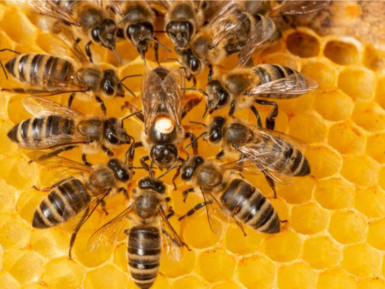أساطير شائعة.. هل يموت النحل حقًا إذا لسعك؟ صورة رقم 11