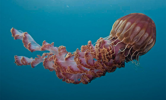  صورة رقم 5 - بالصور: تعرفوا إلى 9 من أنواع قناديل البحر الرائعة