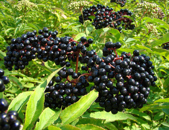  صورة رقم 5 - نبات البيلسان (الخمان الأسود) صيدلية طبيعية.. هذه فوائده المدهشة وأضراره
