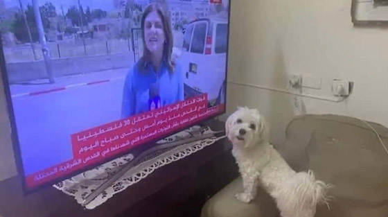  صورة رقم 4 - فيديو مؤثر: فلفل كلب الصحفية شيرين أبو عاقلة، حزين ينتظر عودتها!