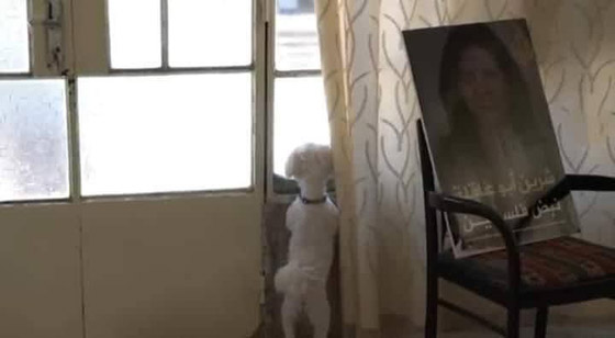  صورة رقم 6 - فيديو مؤثر: فلفل كلب الصحفية شيرين أبو عاقلة، حزين ينتظر عودتها!