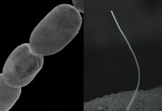 صورة رقم 11 - اكتشاف أكبر بكتيريا في العالم.. تُرى بالعين المجردة! فيديو وصور