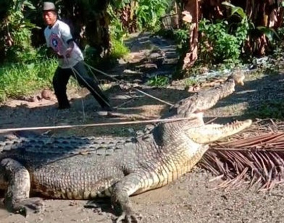  صورة رقم 1 - باستخدام حبل فقط.. قروي إندونيسي يصطاد تمساحا عملاقا.. صور