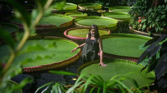  صورة رقم 9 - صور: اكتشاف أكبر زنبقة مائية في العالم داخل حديقة بريطانية