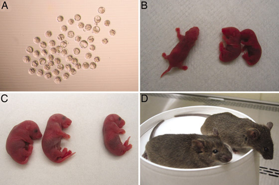  صورة رقم 2 - علماء يتمكنون لأول مرة من استنساخ فئران من خلايا جلدها المجففة بالتجميد