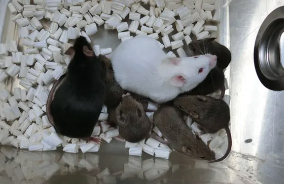  صورة رقم 3 - علماء يتمكنون لأول مرة من استنساخ فئران من خلايا جلدها المجففة بالتجميد