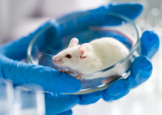  صورة رقم 1 - علماء يتمكنون لأول مرة من استنساخ فئران من خلايا جلدها المجففة بالتجميد