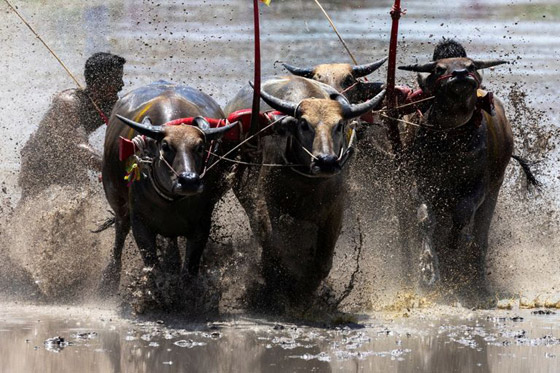  صورة رقم 2 - صور :سباق الجاموس في تايلاند.. تقليد سنوي احتفالا ببدء زراعة الأرز