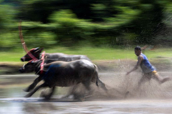  صورة رقم 3 - صور :سباق الجاموس في تايلاند.. تقليد سنوي احتفالا ببدء زراعة الأرز