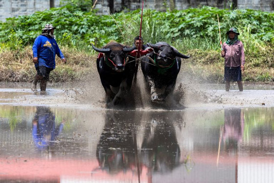  صورة رقم 5 - صور :سباق الجاموس في تايلاند.. تقليد سنوي احتفالا ببدء زراعة الأرز