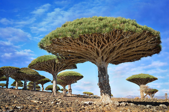  صورة رقم 2 - إليكم صور مذهلة لأكثر الأشجار روعة في العالم